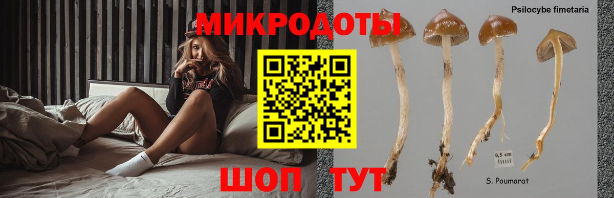 Псилоцибиновые грибы Psilocybe Йошкар-Ола